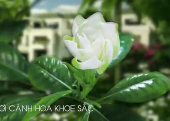 Vinhomes Gardenia - Thành phố ban mai, nơi khơi nguồn hạnh phúc